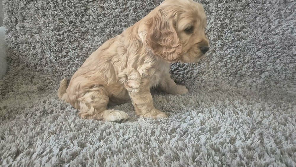 Cocker spaniel angielski chłopiec i dwie dziewczynki