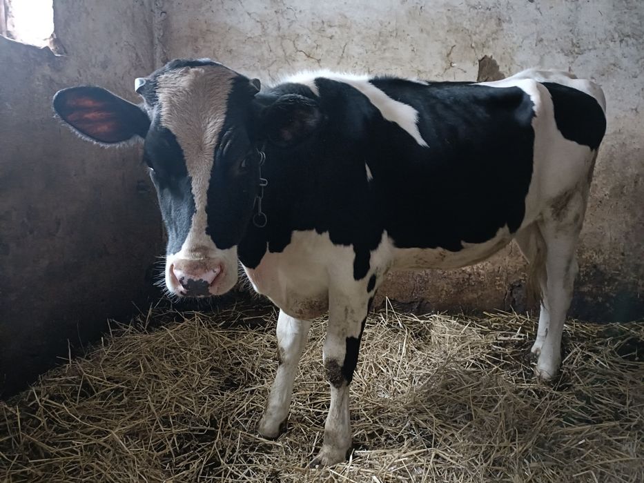 Jałówka 12 miesięcy – zdrowa, ładna .
