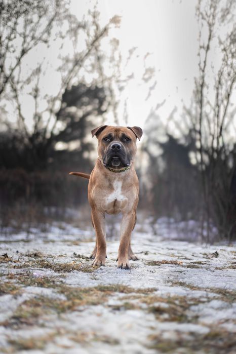 Pies Nr 17/26 DROGO Schronisko Psikot Chorzów