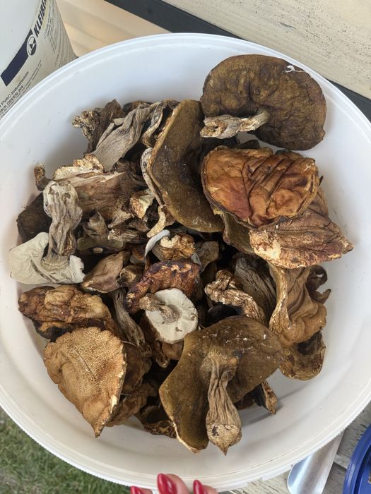 Гриби білі, сушені у печі, ароматні