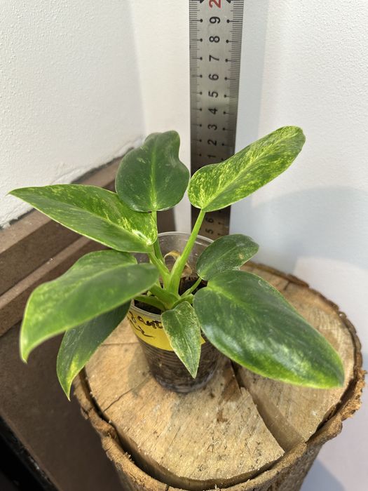 Філодендрон  Philodendron Giganteum