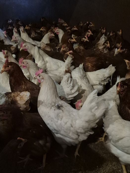 Ломан Браун,Сенди молодки куры несушки