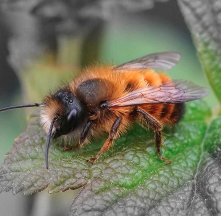 MURARKA - hodowla - mały zestaw startowy+gratisy