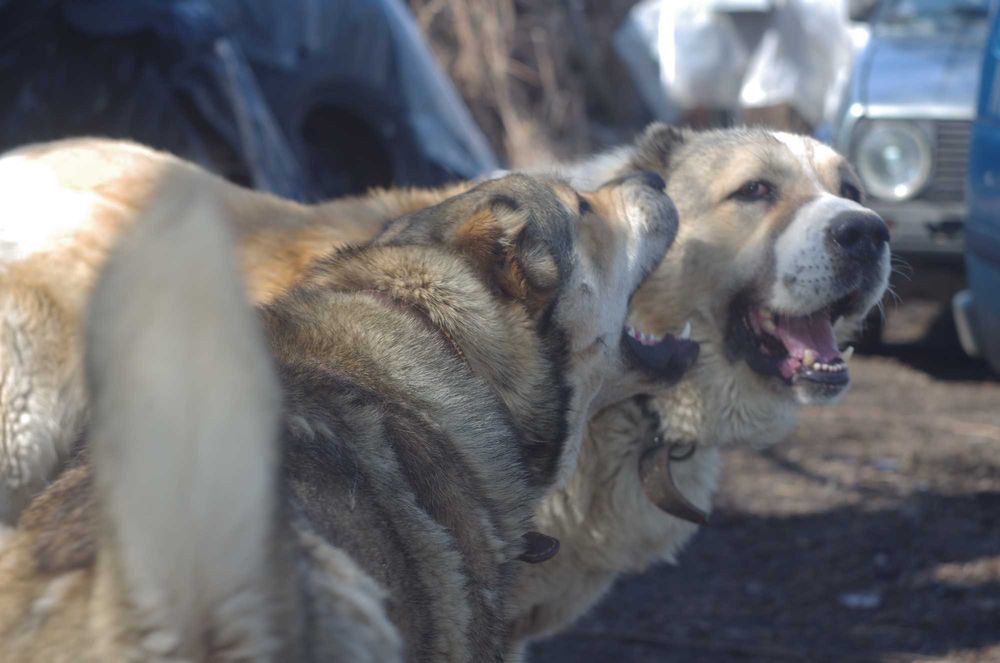 вязка АЛАБАЙ САО  100 гр