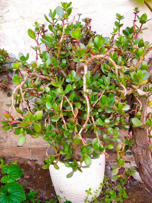 Продам денежное дерево!