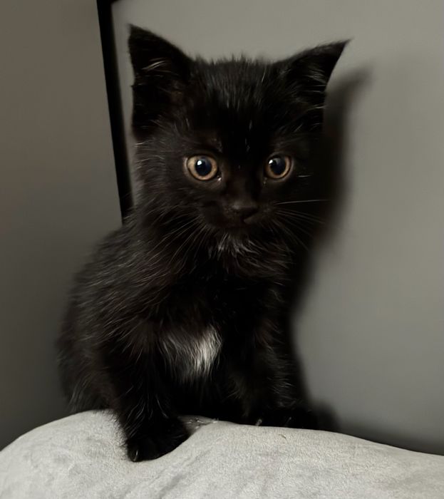 чорне  кошеня ( котик)