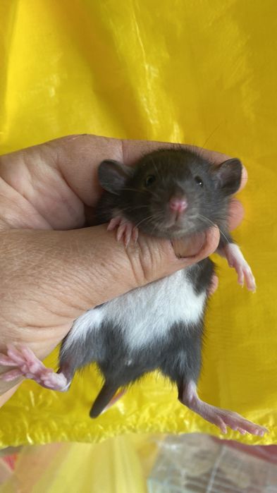 Пацючки дамбо маленькі