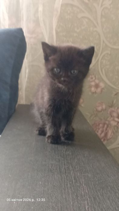 Продам британських кошенят