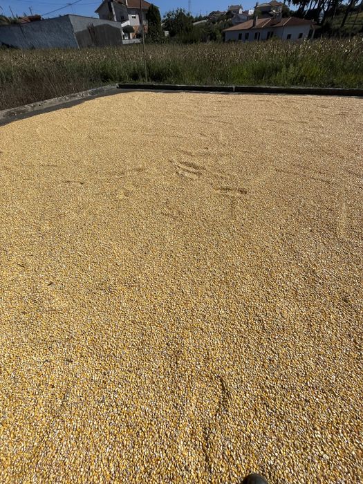 Vendo milho cunha 2025