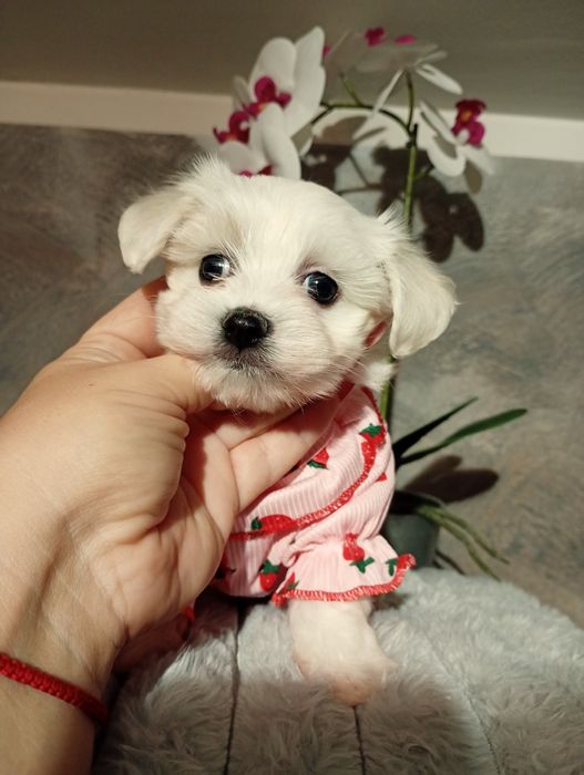 Sunia maltipoo piękna malutka