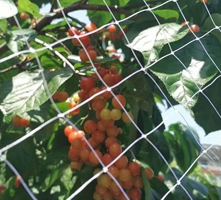 Siatka Ochronna Kot Balkon Okno 5x5m Przezroczysta Bez Wiercenia