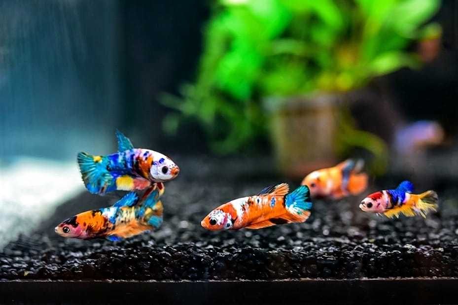 Bojownik samica koi Betta splendens