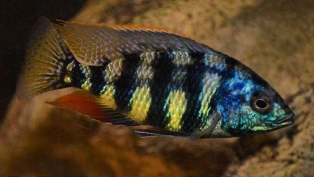 GB MALAWI Pyszczak Protomelas Johnstoni Solo - dowóz ryb!