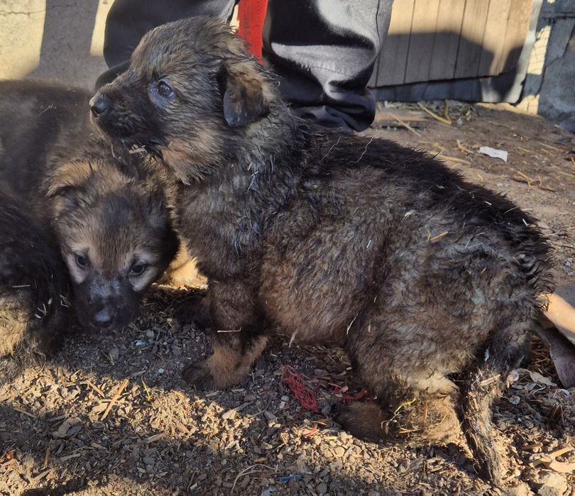 Szczenięta do oddania