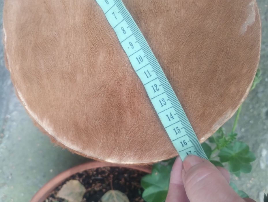 Orginalny Afrykański bęben