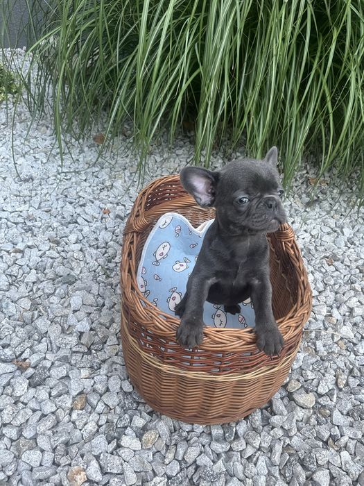 Buldog francuski piesek blue