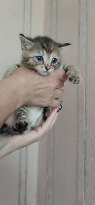 Кошенятко в родину