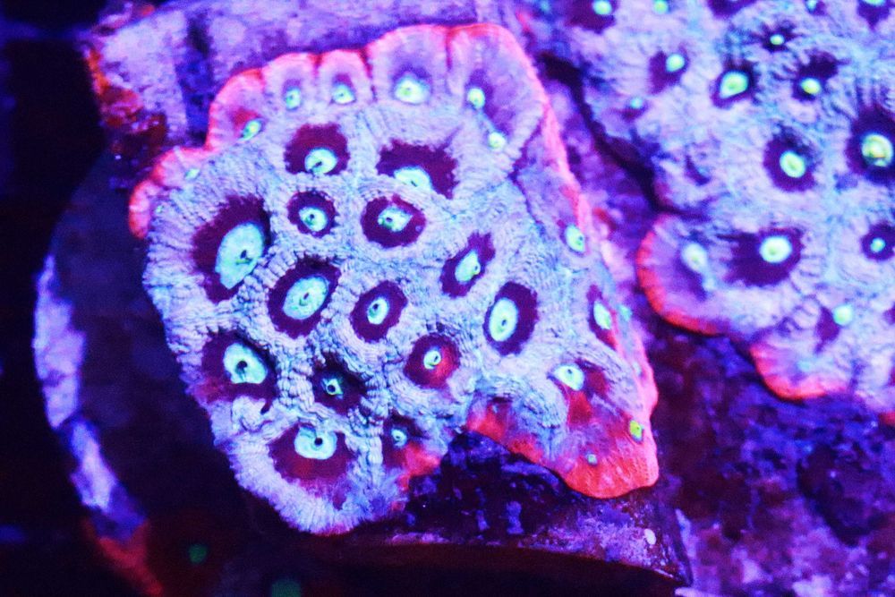 Favia War Coral piekny i szybko rosnie WYSYŁKA FLUOLAMPS.PL