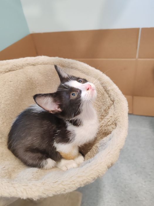 Gatinhos para adoção 2meses e meio