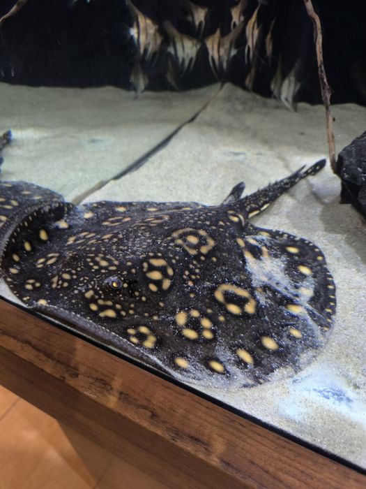 Пресноводный скат-гибрид,самец