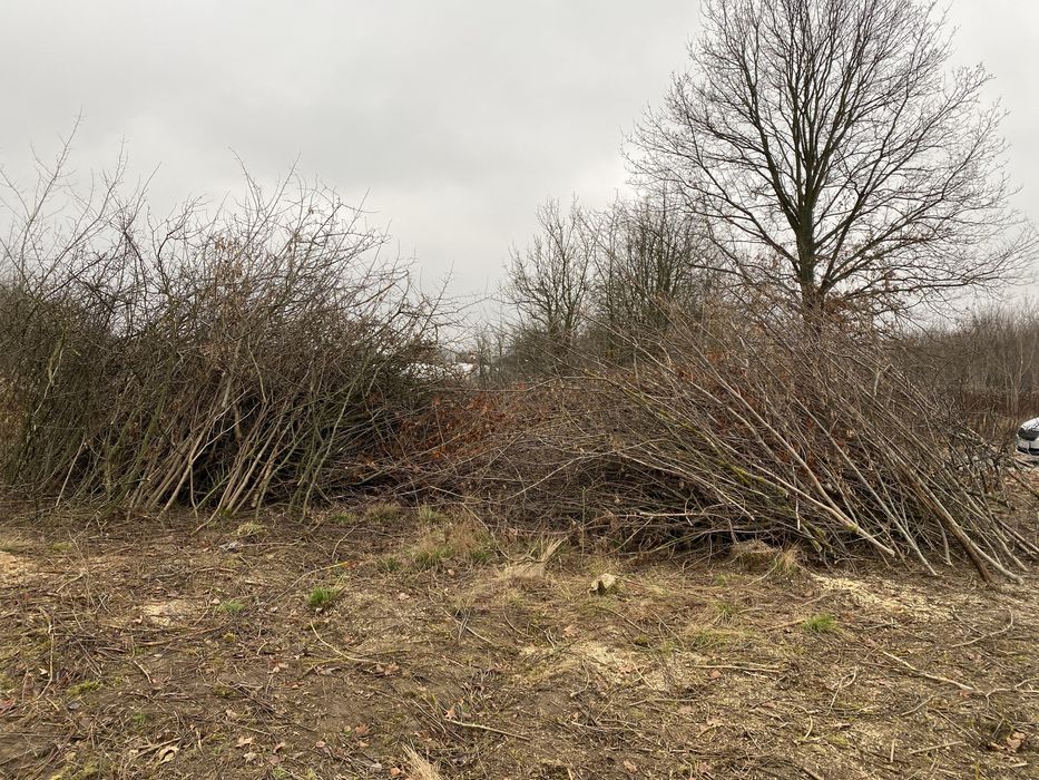 Oddam gałęzie Jabłonna