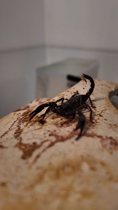 Heterometrus spinifer