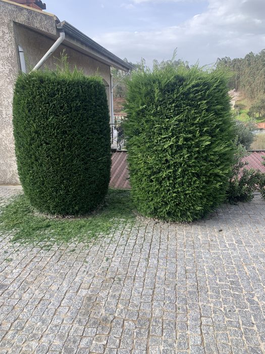 Jardins manutencao e limpeza
