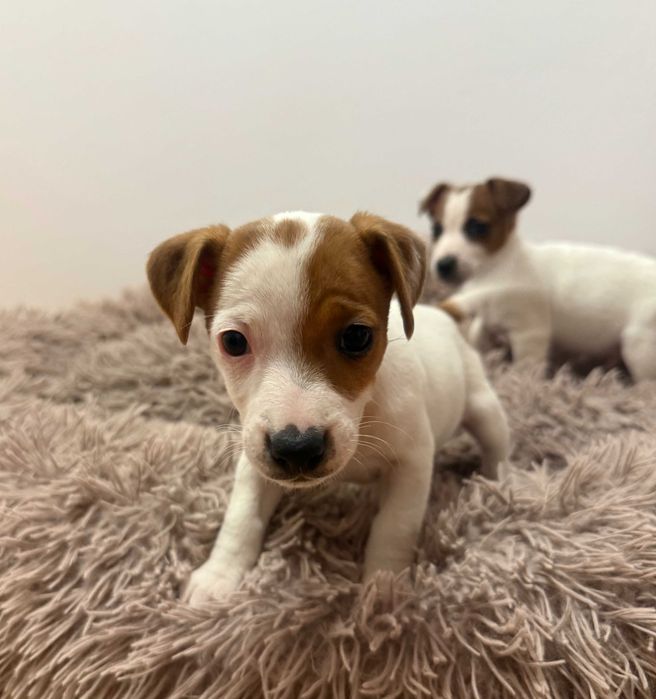 Jack Russell Terrier od # SMARTIE JACKS# short legged FEMALE Jack