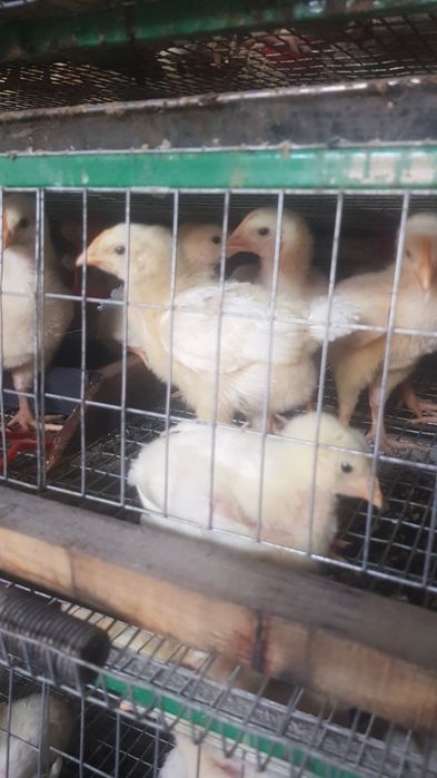 Продам подброшенный бройлер