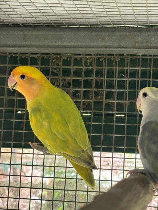 Agapornis pronto a criar