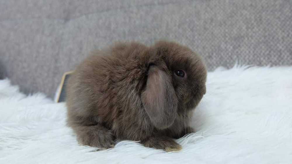 Coelhos anões Teddy,KiT completo