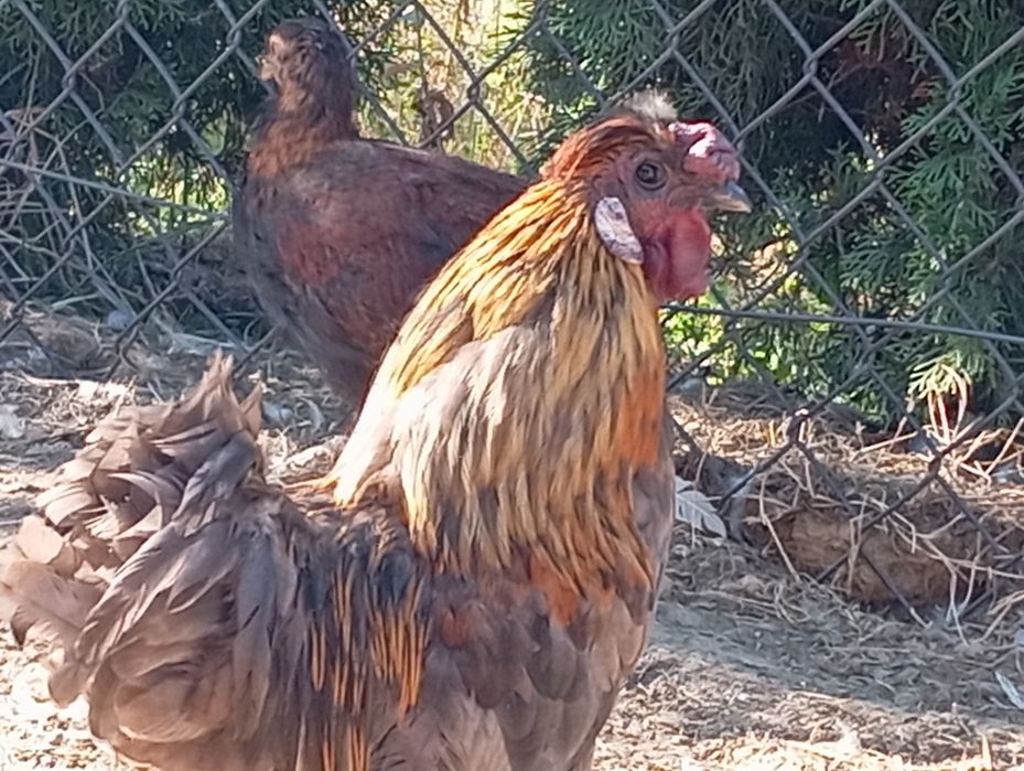 Sprzedam koguta araukana