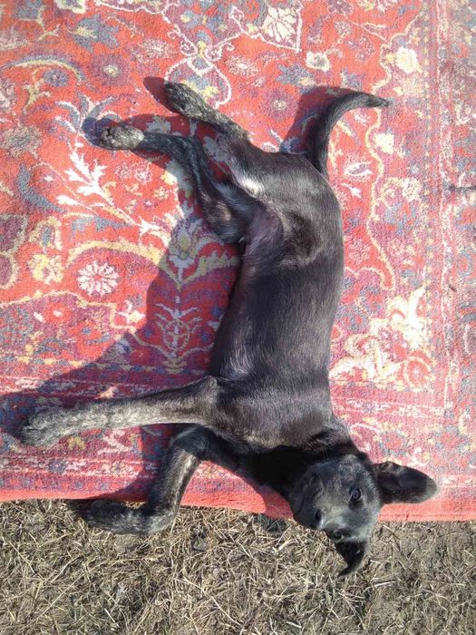 Отдам в добрые руки собака мальчик