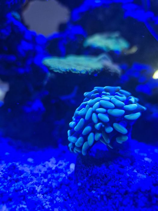 Euphyllia amarela lps