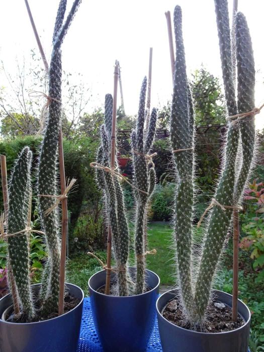 Opuncja białowłosa kaktus kaktusy wysokie