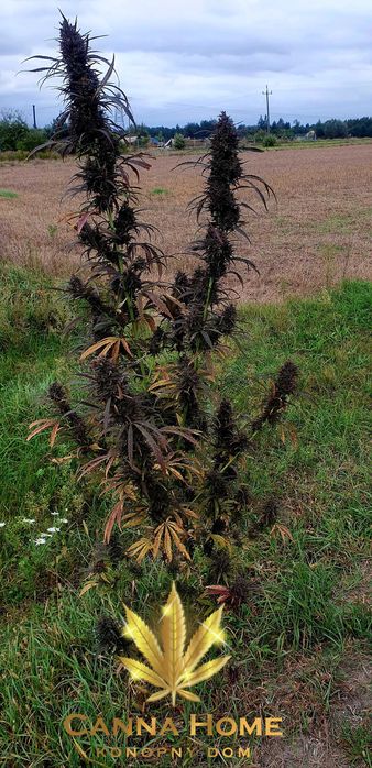 Topy Cannabis Sativa 50g PURPLE CBD CBG THC konopny Full spectrum