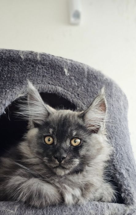 Котик породы мейн-кун