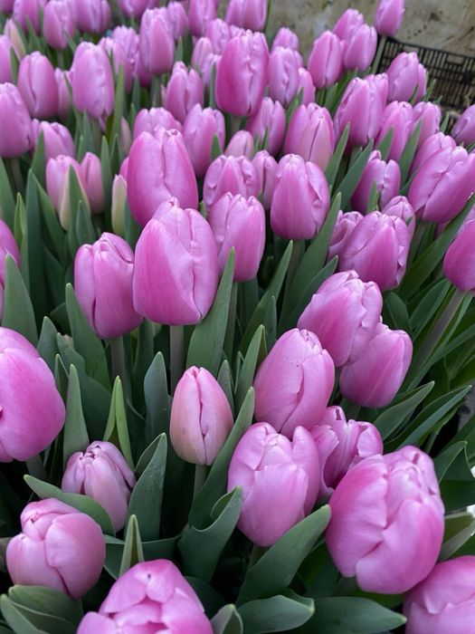 Тюльпани тюльпаны продажа продаж опт
