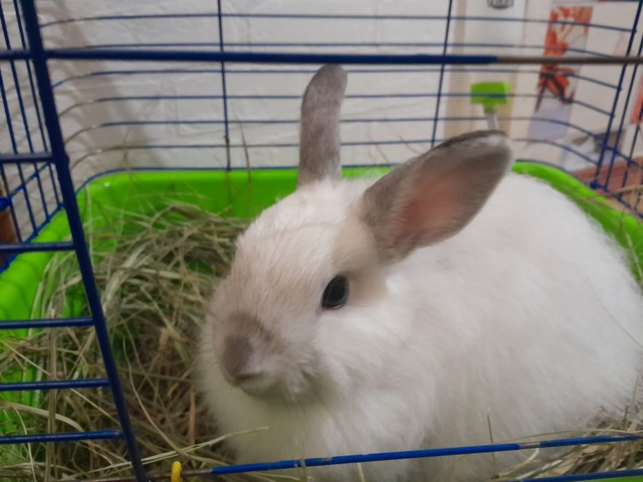 Кролик  декоративний
