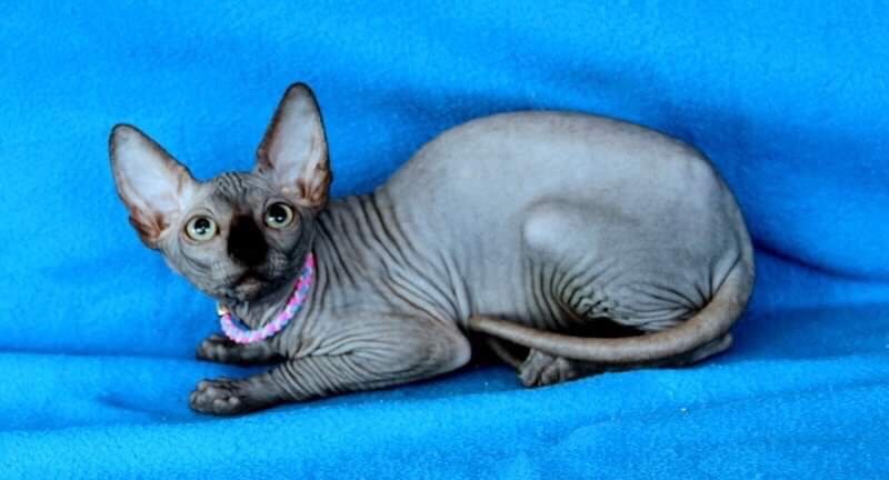 Белые и чёрные котята