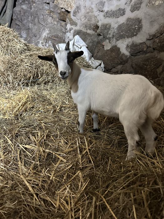 Cabras anas e cabritos