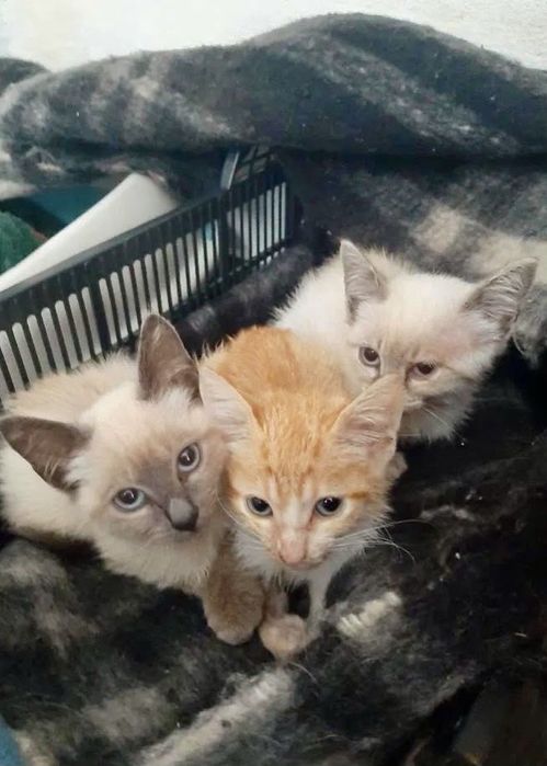Gatinhos bebés para adoção responsável