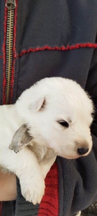 Owczarek szwajcarski