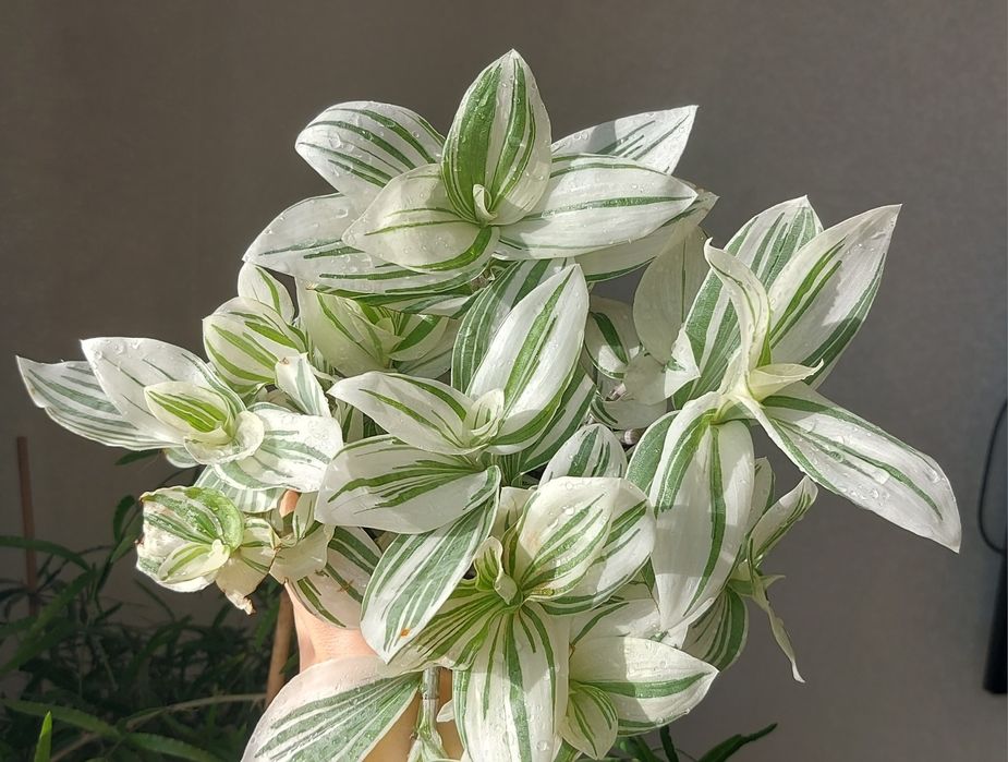 Білосніжна кустова традесканція