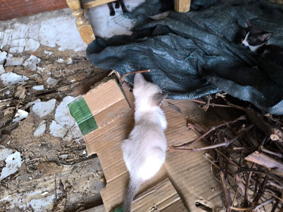 Gatinhos para oferecer Moreira de Cónegos