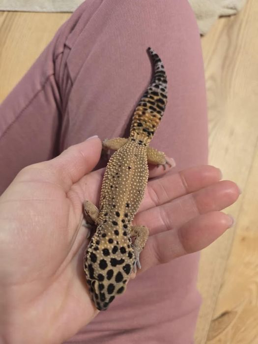 Gekon tygrysi wraz z terrarium