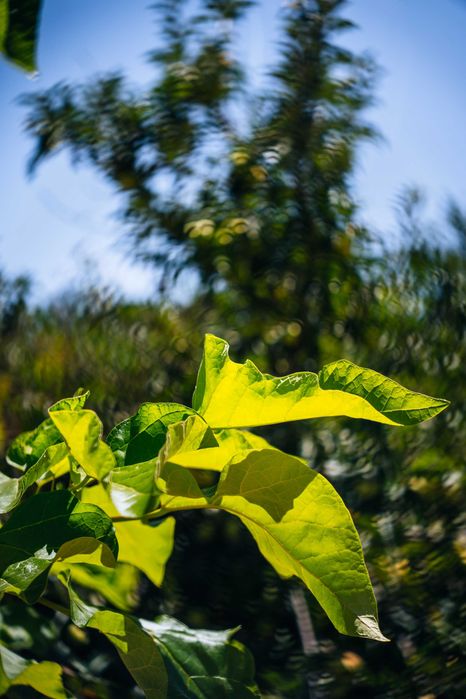 Filtro Petzval 67mm – Efeito Swirl Bokeh para Fotografia e Vídeo | Compatível Sony, Canon, Nikon, Fuji
