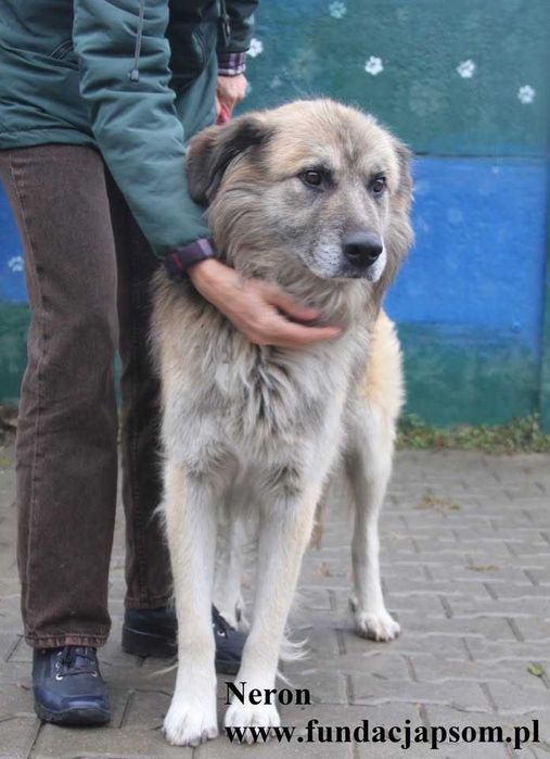 Neron, duży pluszak