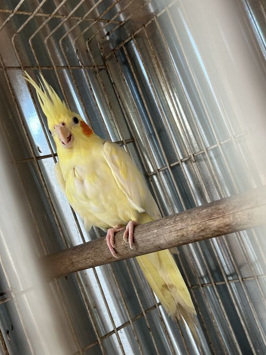 Caturro amarelo macho 2024