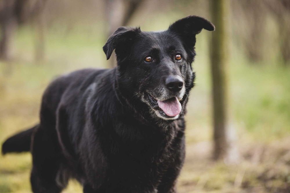 Nela - radosna i przyjacielska suczka szuka kochającego domu!